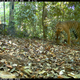 Image for article titled The Very Best Camera Trap Photography